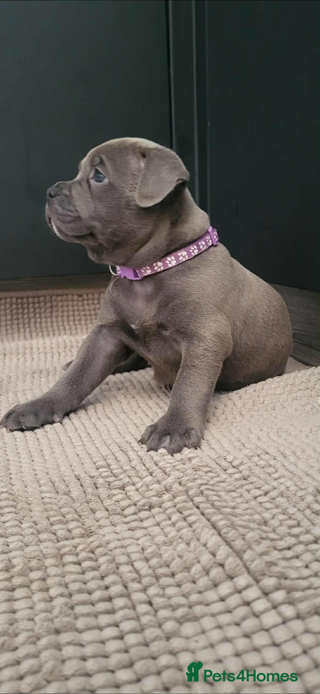 Staffordshire Bull Terrier dogs for sale: Staffordshire Bull Terrier Puppies- Ready Soon! - Image 5