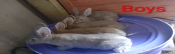 Mixed Breed rabbits for sale: Continental giant cross rex babies READY TO GO NOW - Advert 11