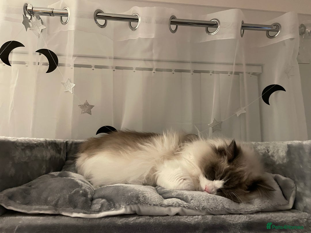 Ragdoll cats for sale: Brother Sister Ragdolls for Rehoming  - Image 7