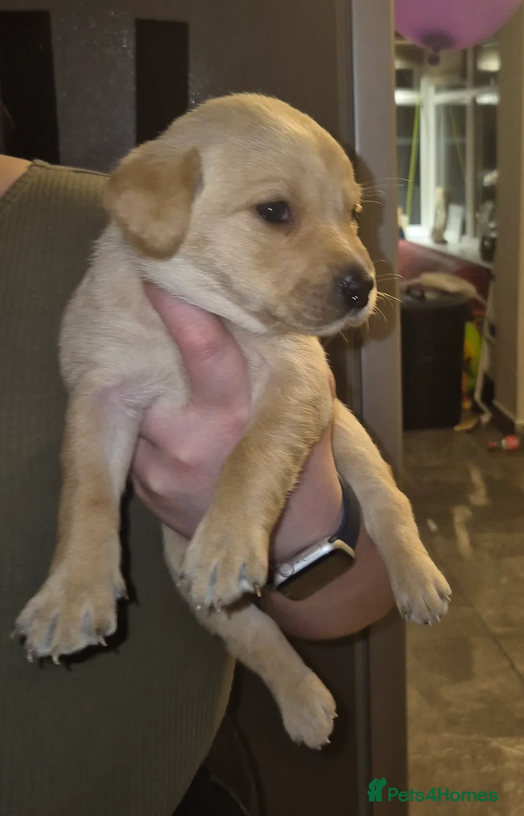 Labrador Retriever dogs for sale: Pedigree KC registered labrador pups. - Advert 21