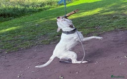 Staffordshire Bull Terrier dogs for stud: White and blue staff for STUD - Image 5