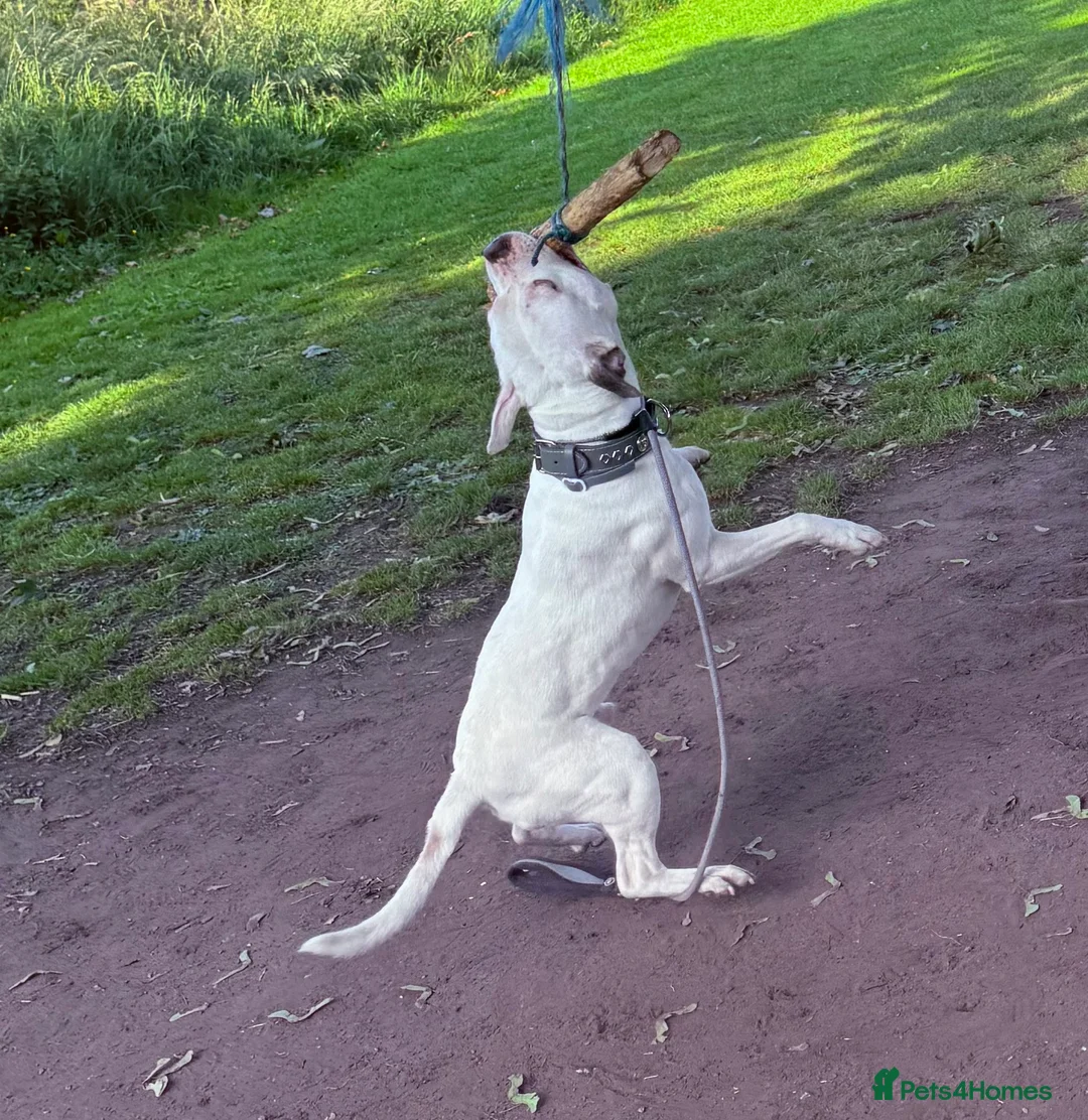 Staffordshire Bull Terrier dogs for stud: White and blue staff for STUD - Advert 5