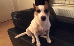 Jack Russell dogs for sale: Healthy Jack Russell For Sale - Image 4