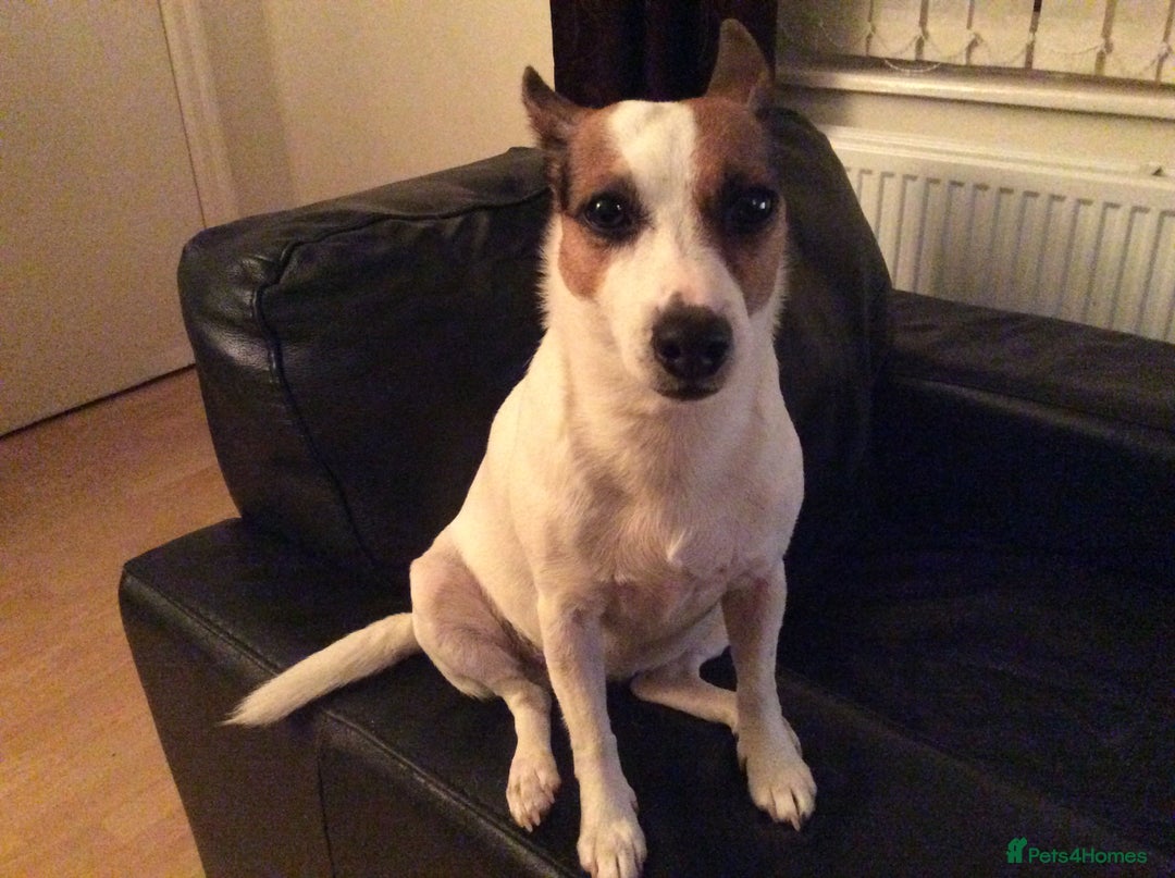 Jack Russell dogs for sale: Healthy Jack Russell For Sale - Image 4
