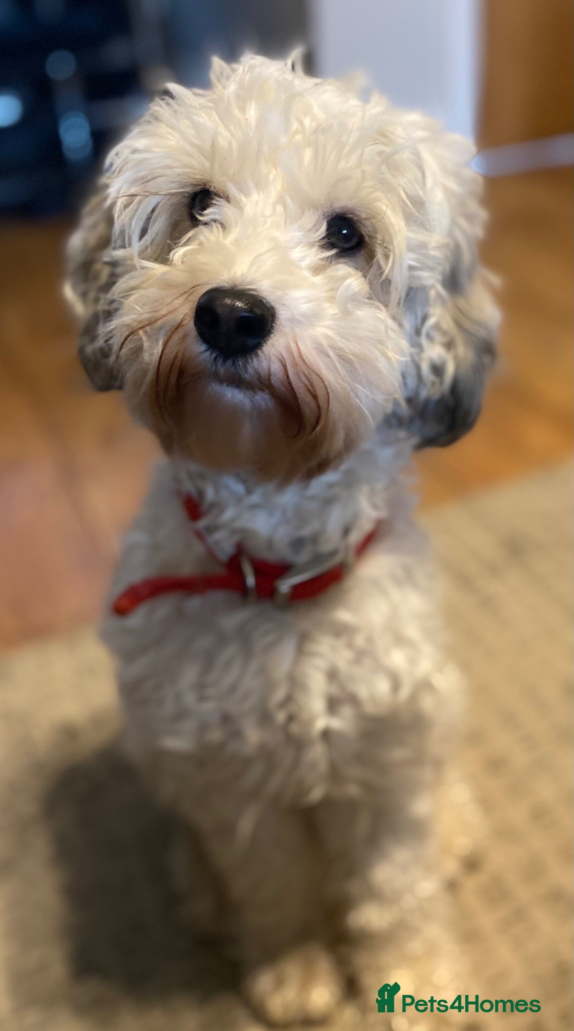 Cockapoo dogs Belles beautiful Angels  - Advert 2