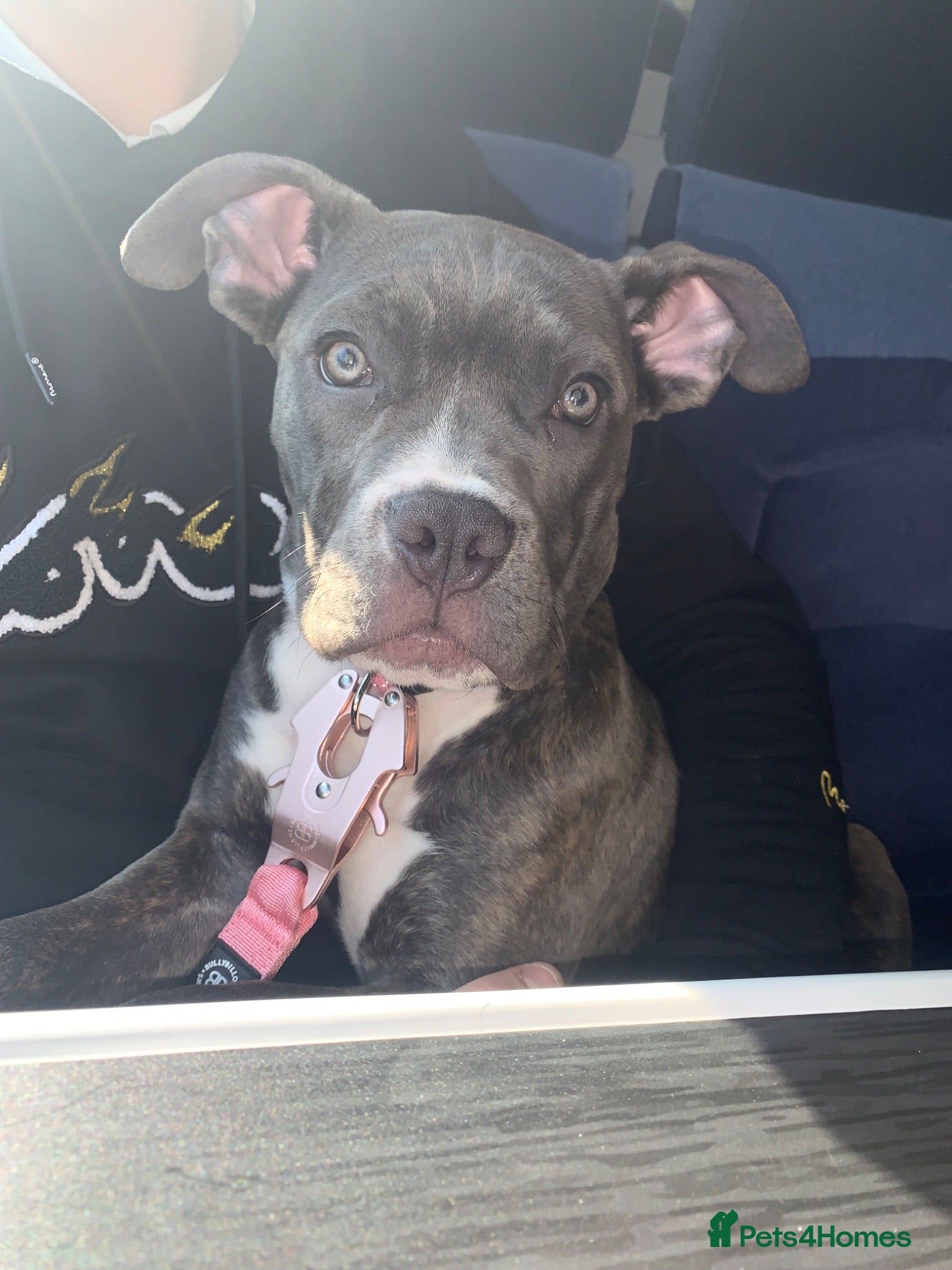 Mixed Breed dogs Narla - Advert 5