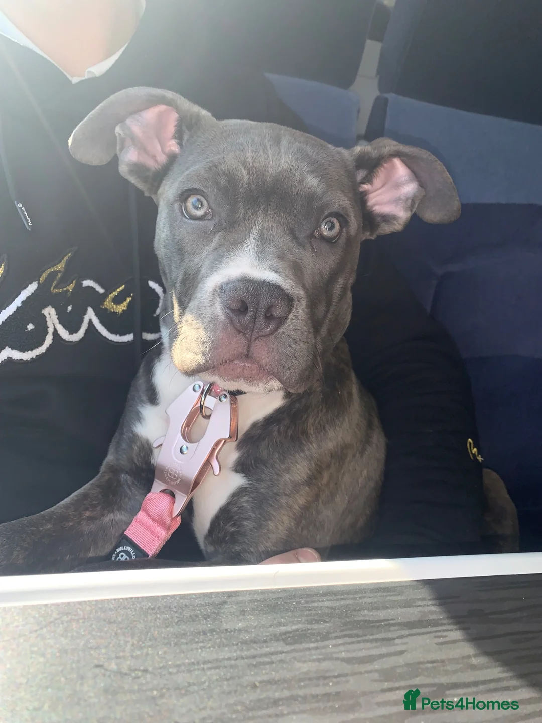 Mixed Breed dogs for sale: Narla in Sidcup - Advert 1