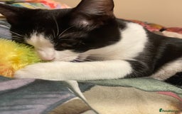 Mixed Breed cats for sale: Male kitten - Advert 12