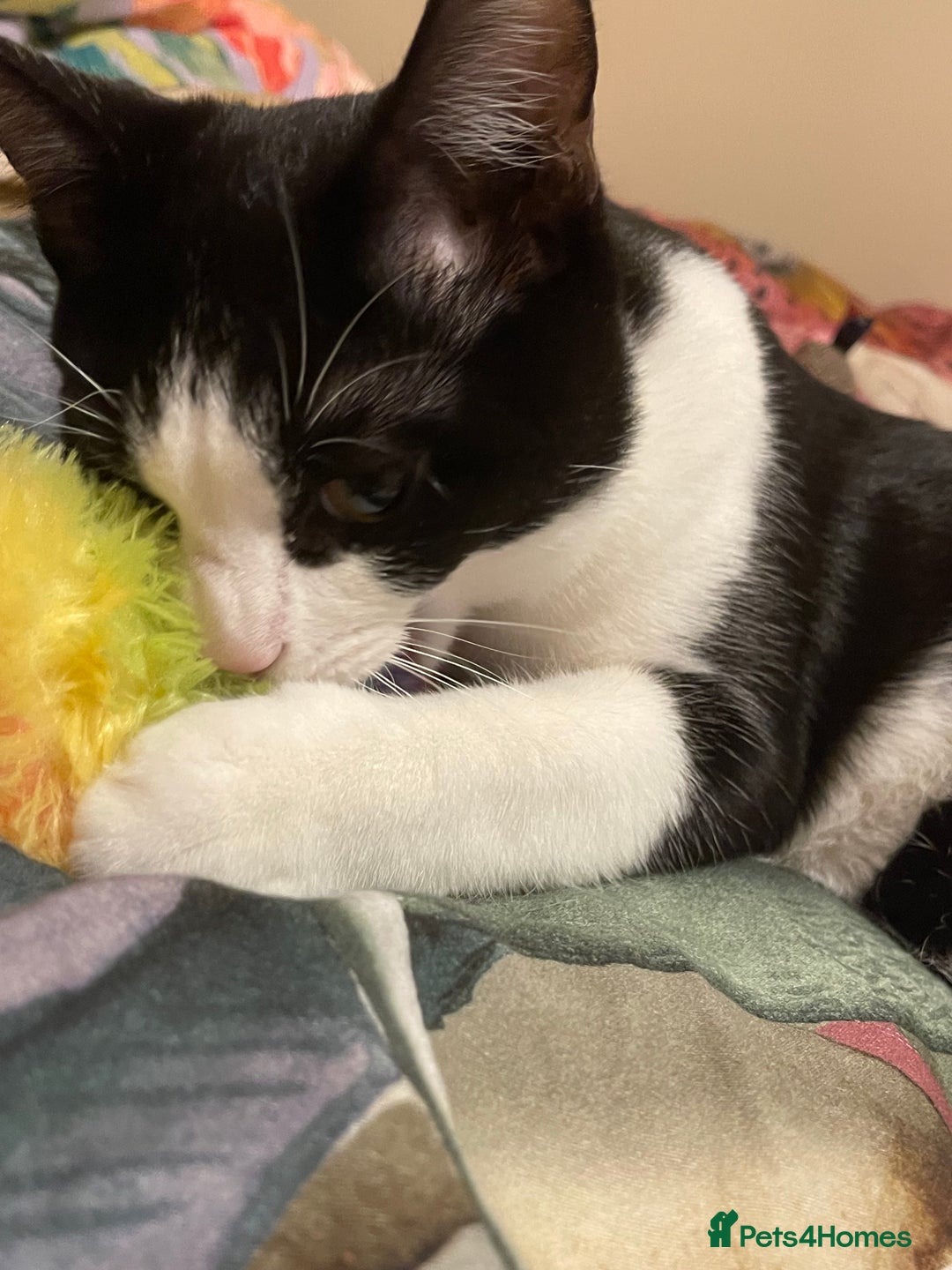 Mixed Breed cats for sale: Male kitten - Advert 12