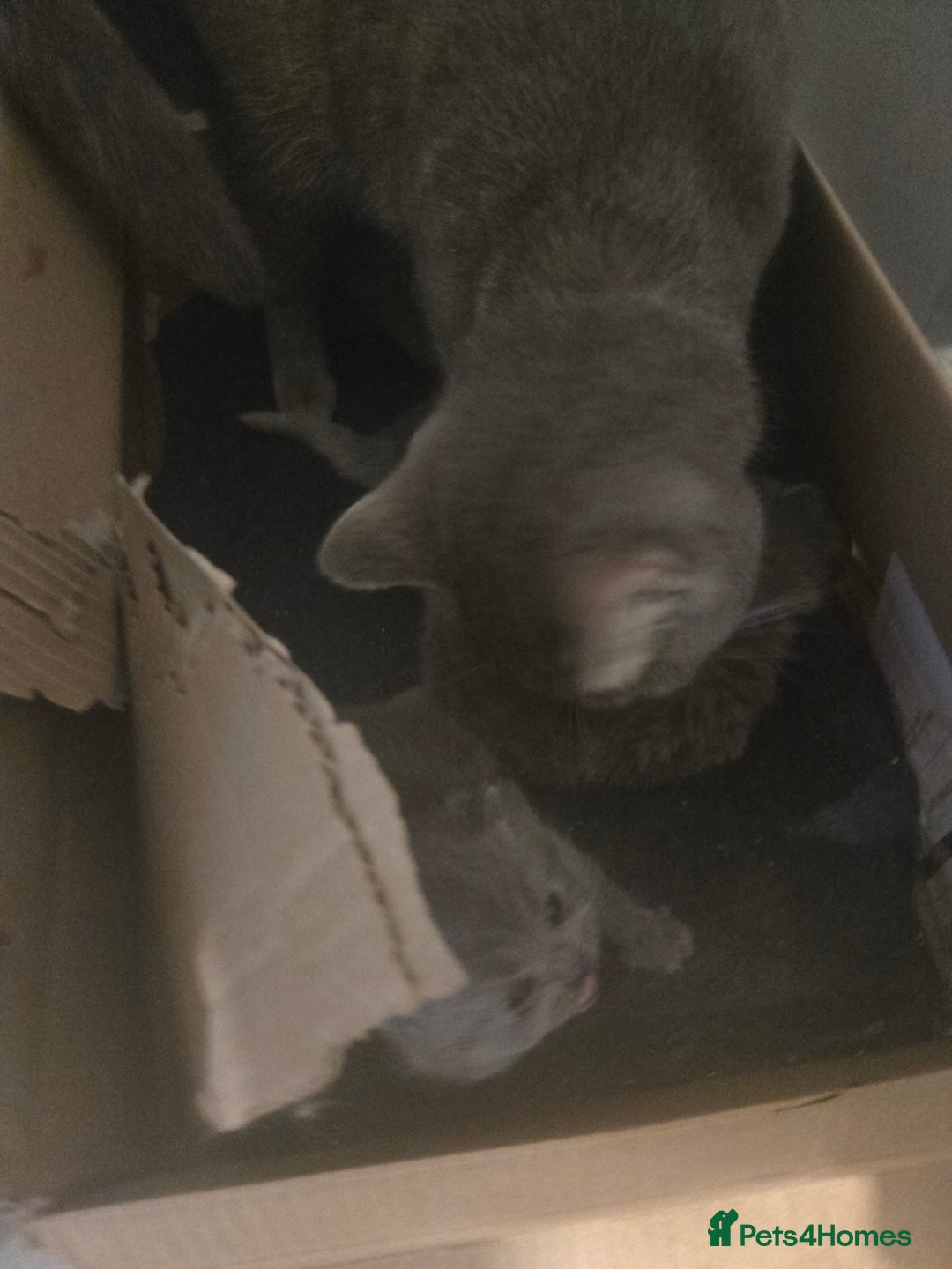 British Shorthair cats for sale: THREE BRITISH SHORTHAIR KITTENS FOR SALE - Advert 9