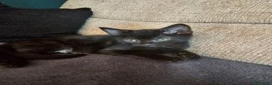 Male black kitten (Demon)