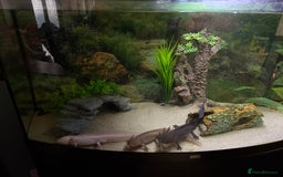Axolotl reptiles for sale: 3 gorgeous and cute Male axolotls - Image 6