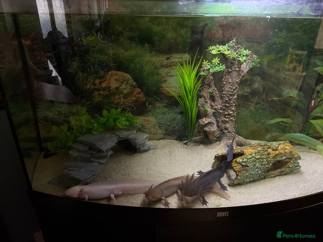 Axolotl reptiles for sale: 3 gorgeous and cute Male axolotls - Image 6