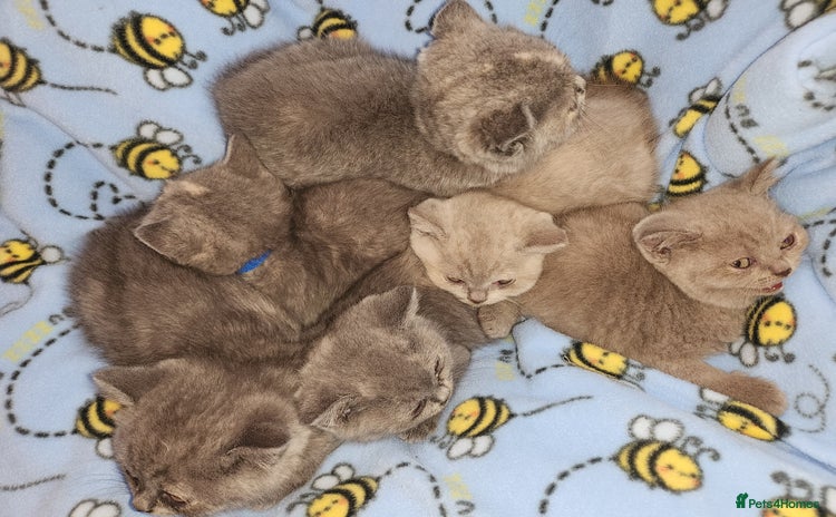 British Shorthair cats - Advert 3