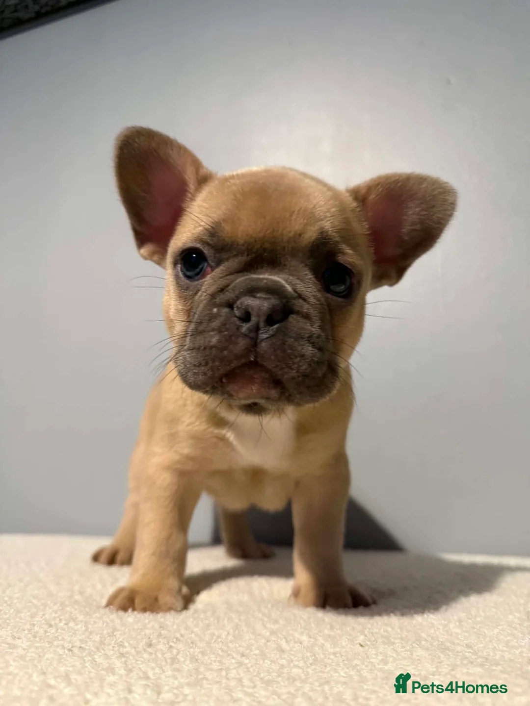 French Bulldog dogs for sale: Adorable French bulldog puppies 2 LEFT 💕 in Belper - Advert 2