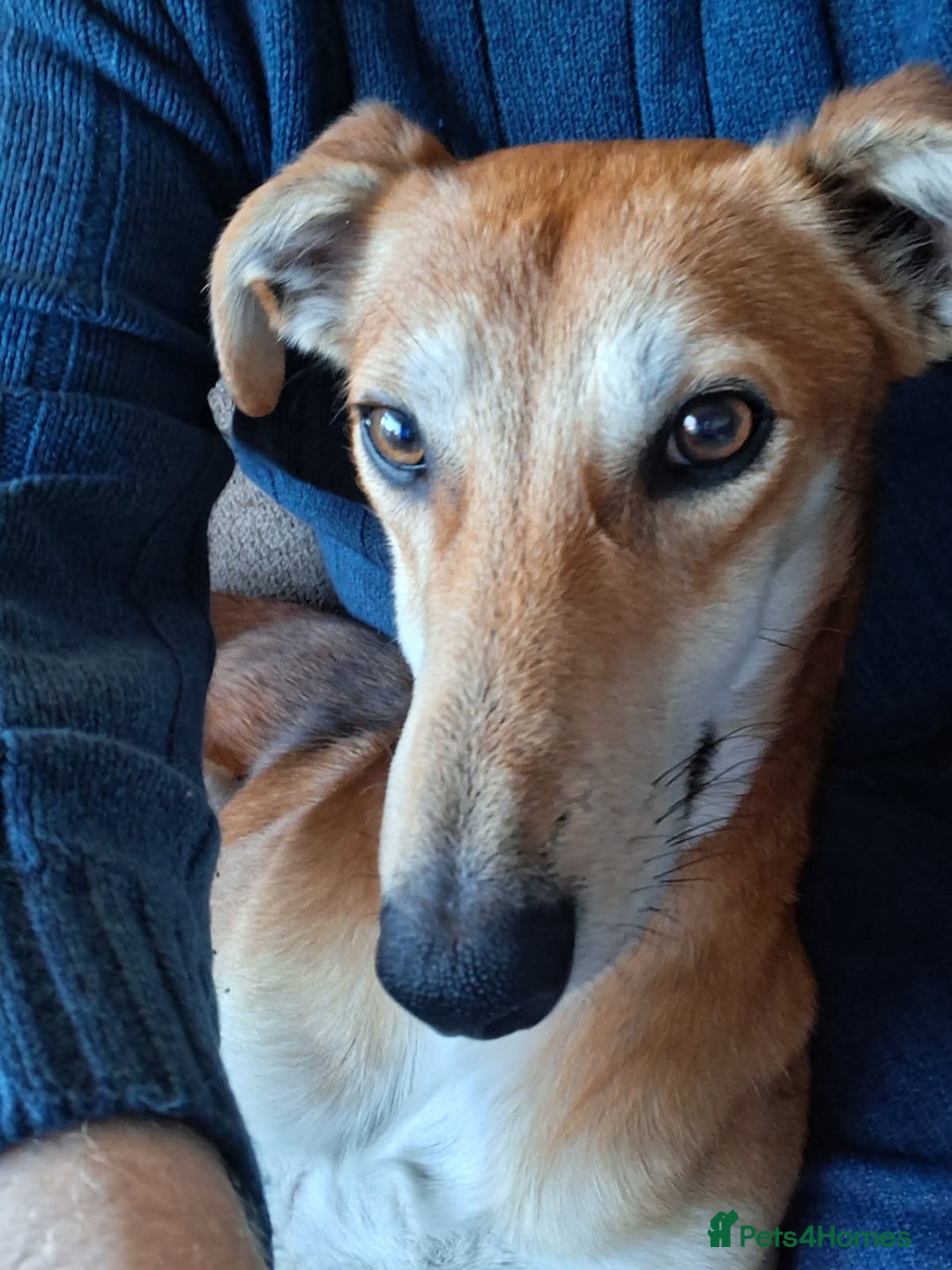 Lurcher dogs for adoption: Logan, gentle Lurcher in need of new home. - Advert 2