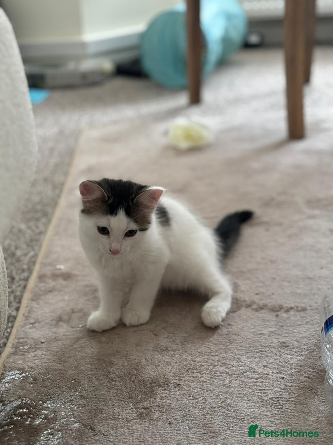 Mixed Breed cats for adoption: Rescue kitten Pixi needs forever home - Image 5