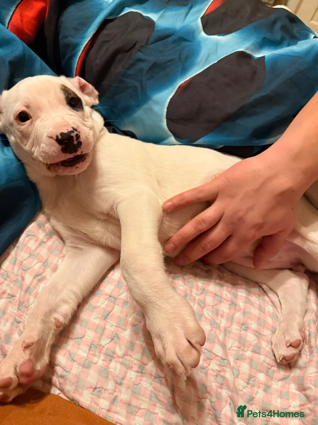 American Bully dogs for sale: 1 little puppy is  looking for a new family  in Banbury - Advert 4