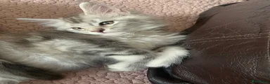 Maine Coon 1