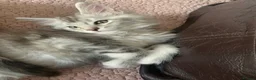 Maine Coon cats for sale: Pedigree GCCF Registered Maine Coon kittens - Advert 13