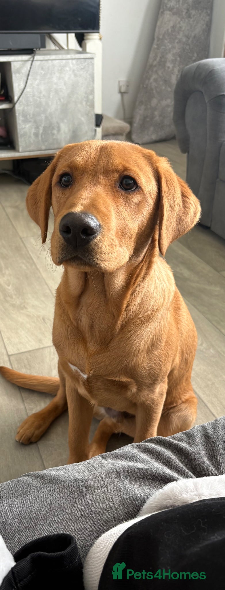 Labrador Retriever dogs 5 month old fox red lab.  - Advert 5