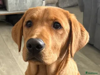 Labrador Retriever dogs 5 month old fox red lab. - Advert 5
