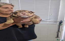 English Bulldog dogs for sale: English bull dogs  - Image 11