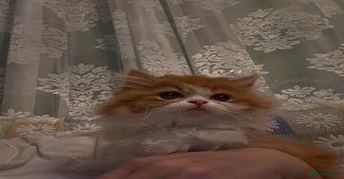 Persian cats - Advert 5