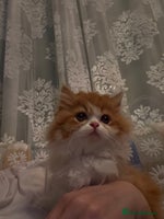 Persian cats - Advert 5