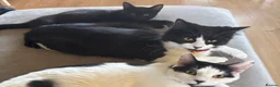 British Longhair cats for sale: 11 month old kitten & 5 month old kitten  - Advert 10