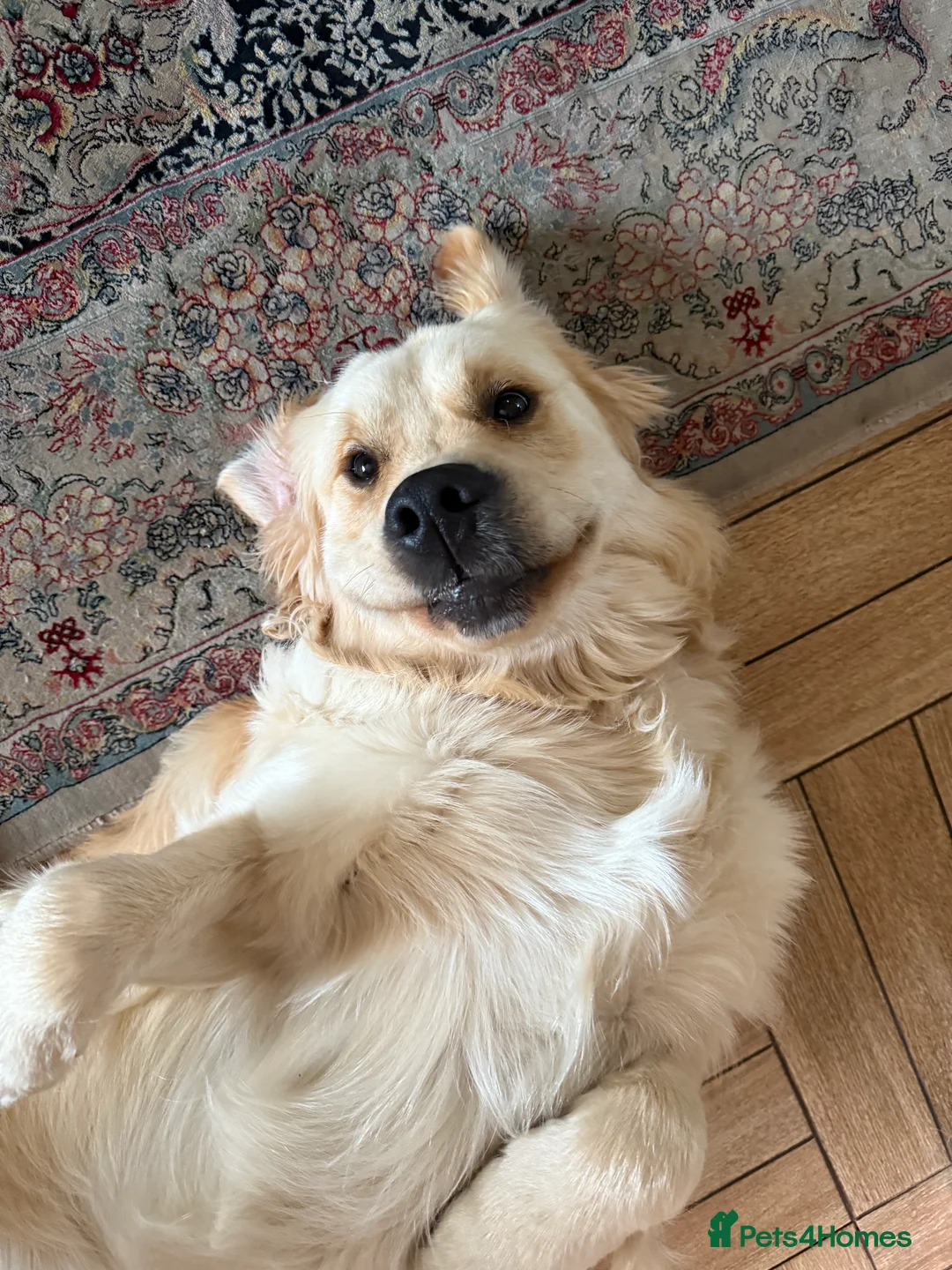 Golden Retriever dogs for stud: Simba~Golden Retriever Stud Available - Advert 2