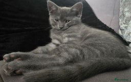 Mixed Breed cats for sale: 5 3/4 persian kittens ready now - Image 2