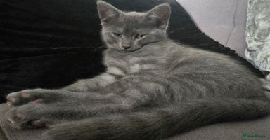 Mixed Breed cats - Advert 16