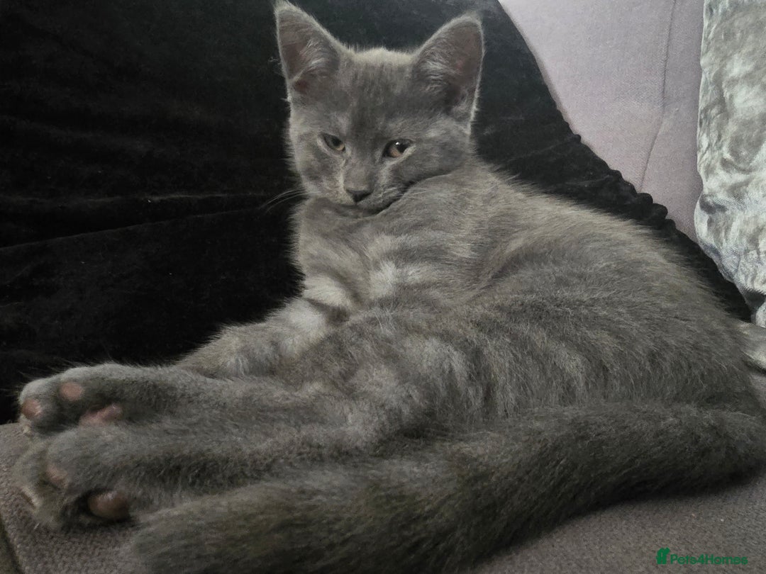 Mixed Breed cats for sale: 5 3/4 persian kittens ready now - Image 2