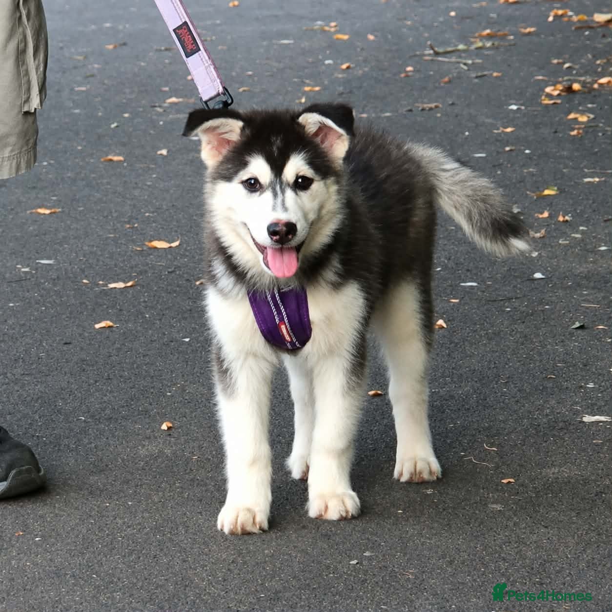 Pomsky dogs Fully Vaccinated! Ready Now - F3 Pomsky Puppies - Advert 8