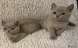 British Shorthair cats for sale: Ready to go- BSH LILAC & Blue - Image 7