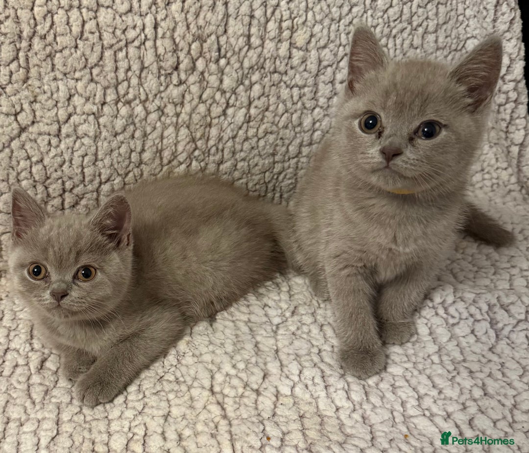 British Shorthair cats for sale: Ready to go- BSH LILAC & Blue - Image 7