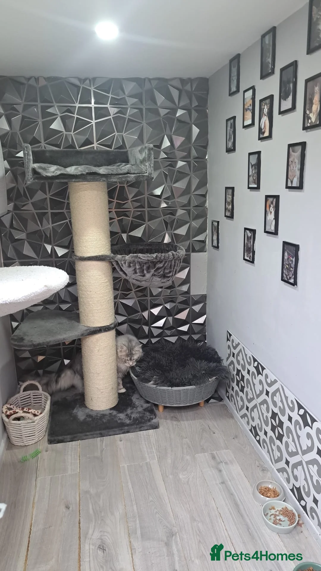 Maine Coon cats for stud: Maine coon boy for stud in London - Advert 12