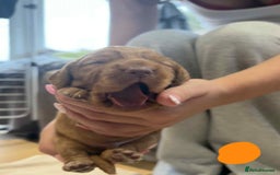 Cocker Spaniel dogs for sale: Working Cocker Spaniel Pups parents DNA tested - Image 24
