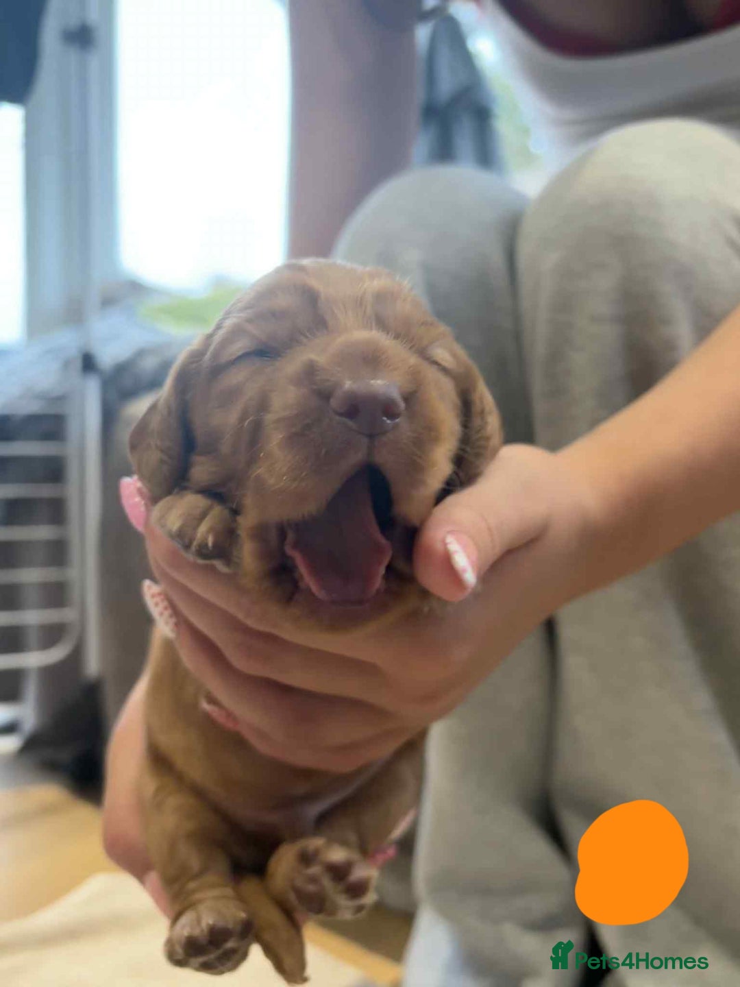 Cocker Spaniel dogs for sale: Working Cocker Spaniel Pups parents DNA tested - Image 24