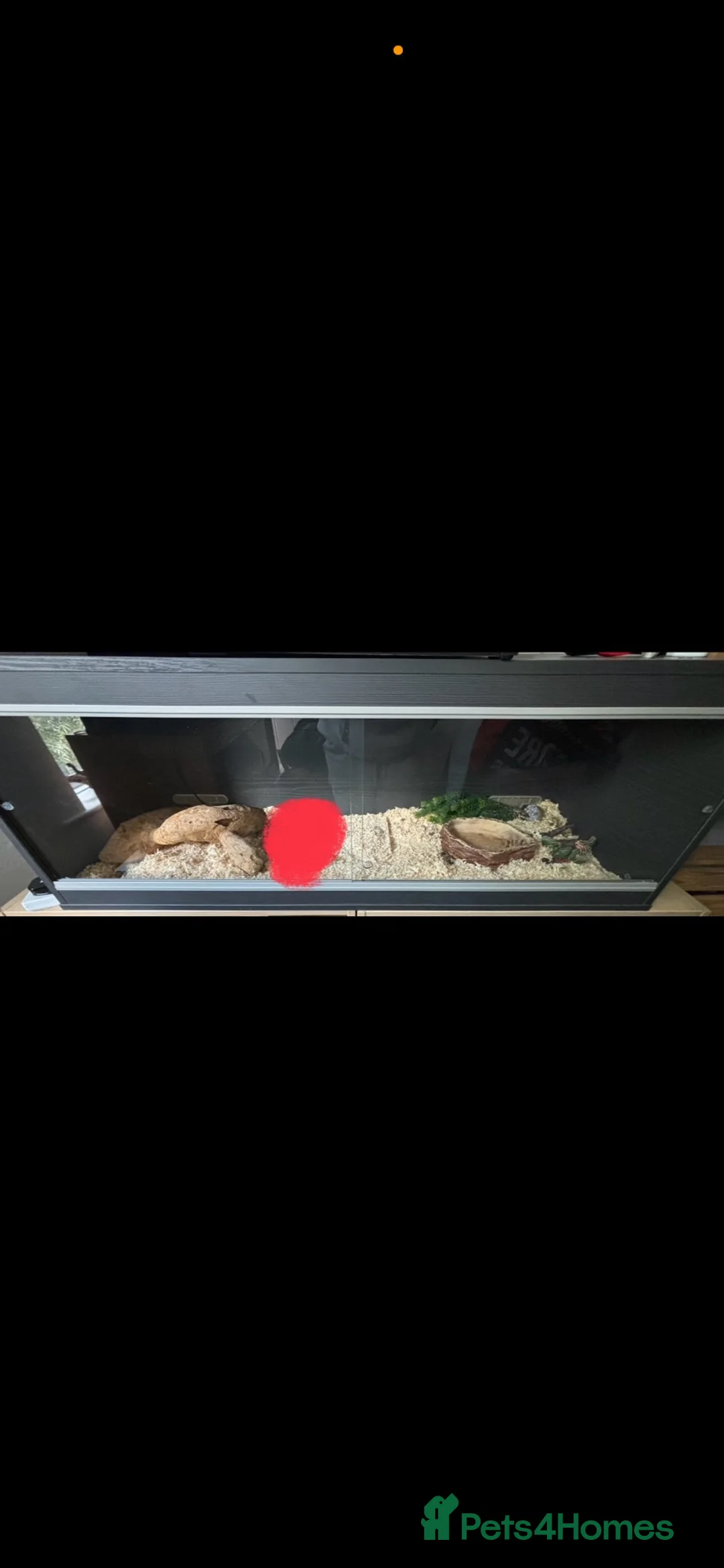 Corn Snake reptiles for sale: Corn snake and viv full set up - Advert 2