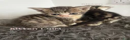 Mixed Breed cats for sale: Gorgeous 8 weeks old kittens URGENT - Advert 3