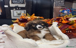 Bernedoodle dogs for sale: 5 tri colour bernedoodle puppies girls only  - Advert 6