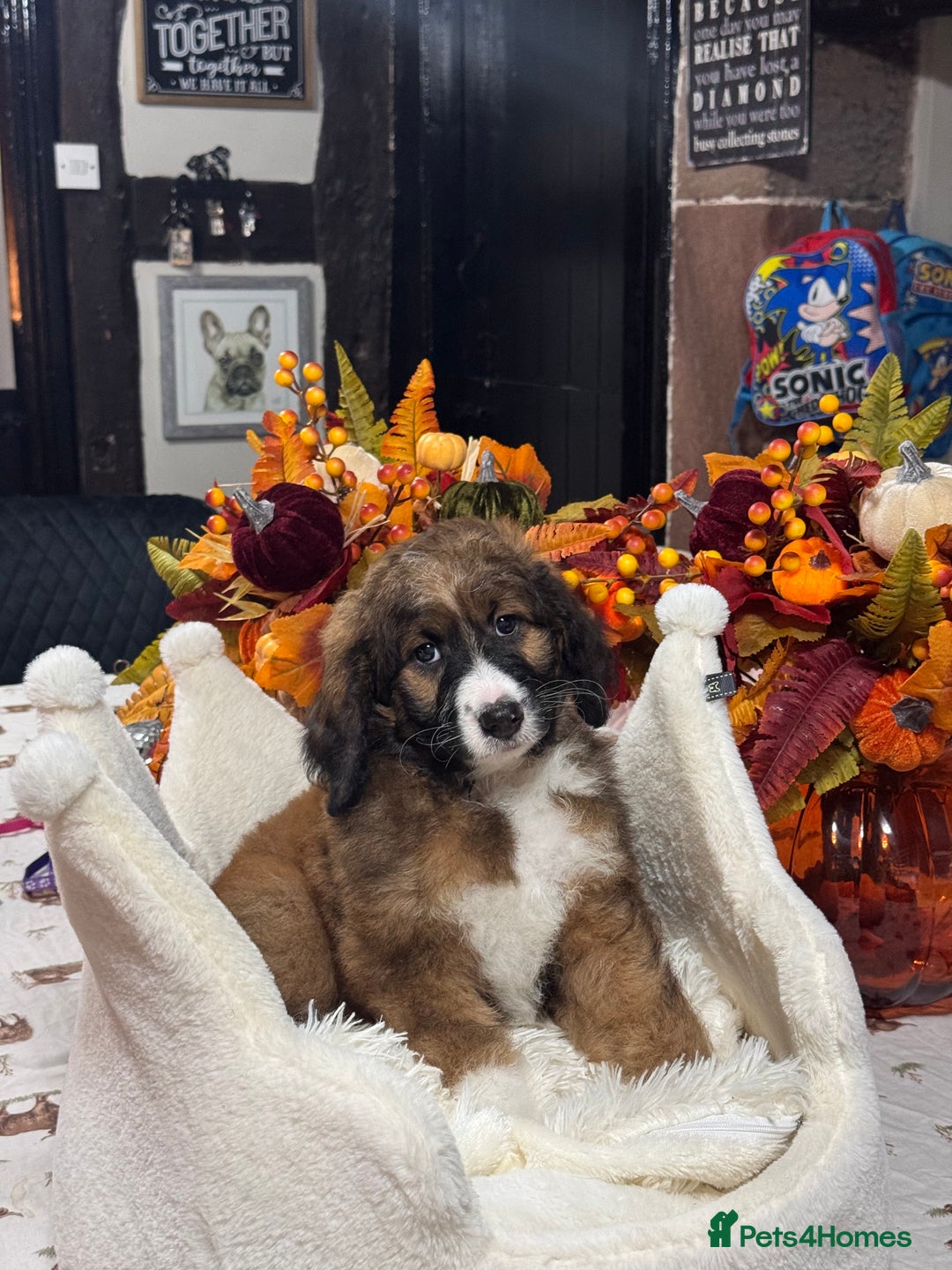 Bernedoodle dogs for sale: 5 tri colour bernedoodle puppies girls only  - Advert 6