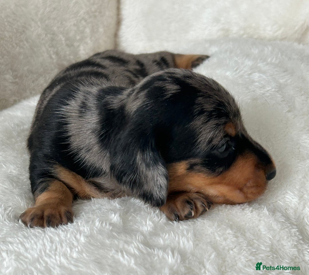 Miniature Dachshund dogs for sale: 1 boy left beautiful silver dapple boys  - Image 8