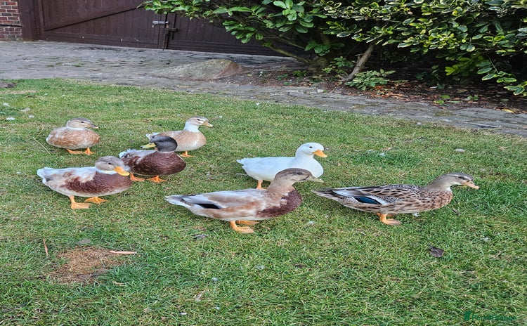 Ducks poultry - Advert 2