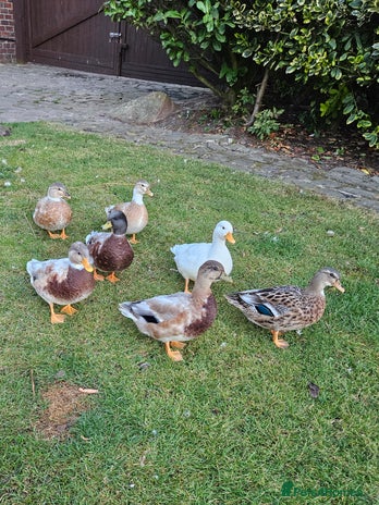 Ducks poultry - Advert 2