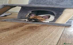 French Bulldog dogs for sale: French Bulldog - Image 16