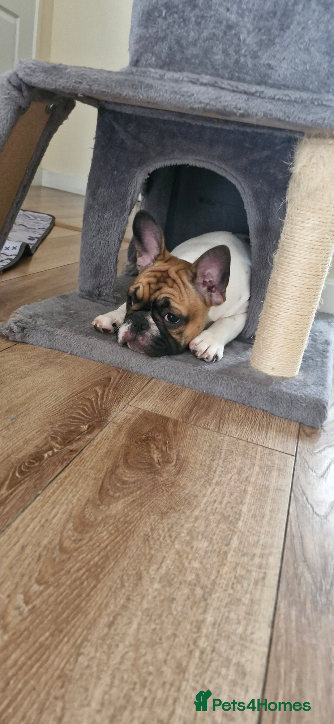 French Bulldog dogs for sale: French Bulldog - Image 16