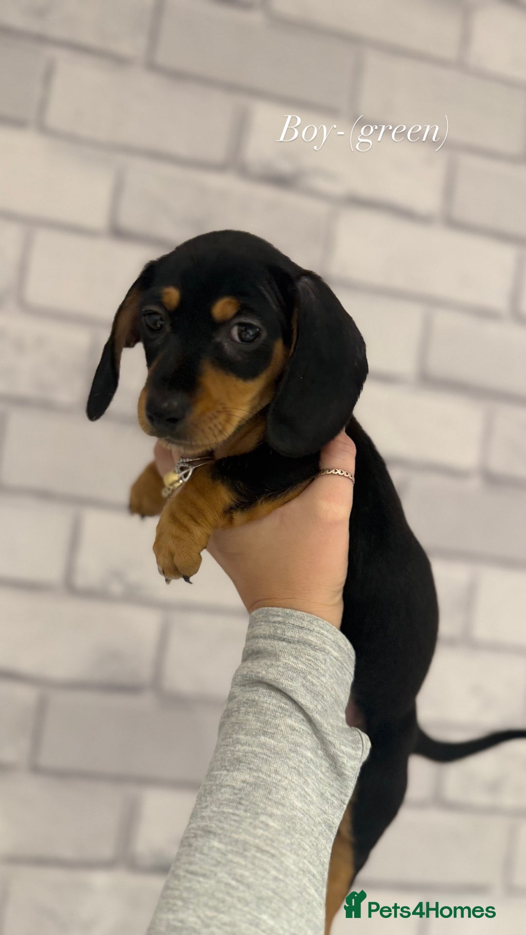 Miniature Dachshund dogs for sale: Miniature dachshunds  - Advert 7